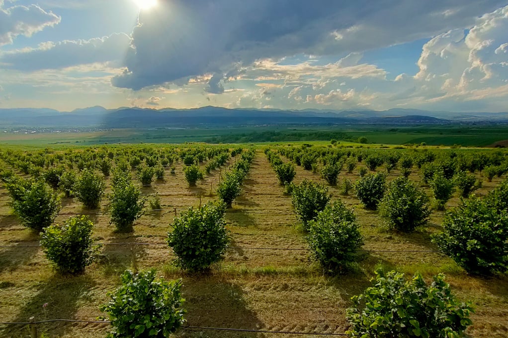 Plantație de alune de pădure